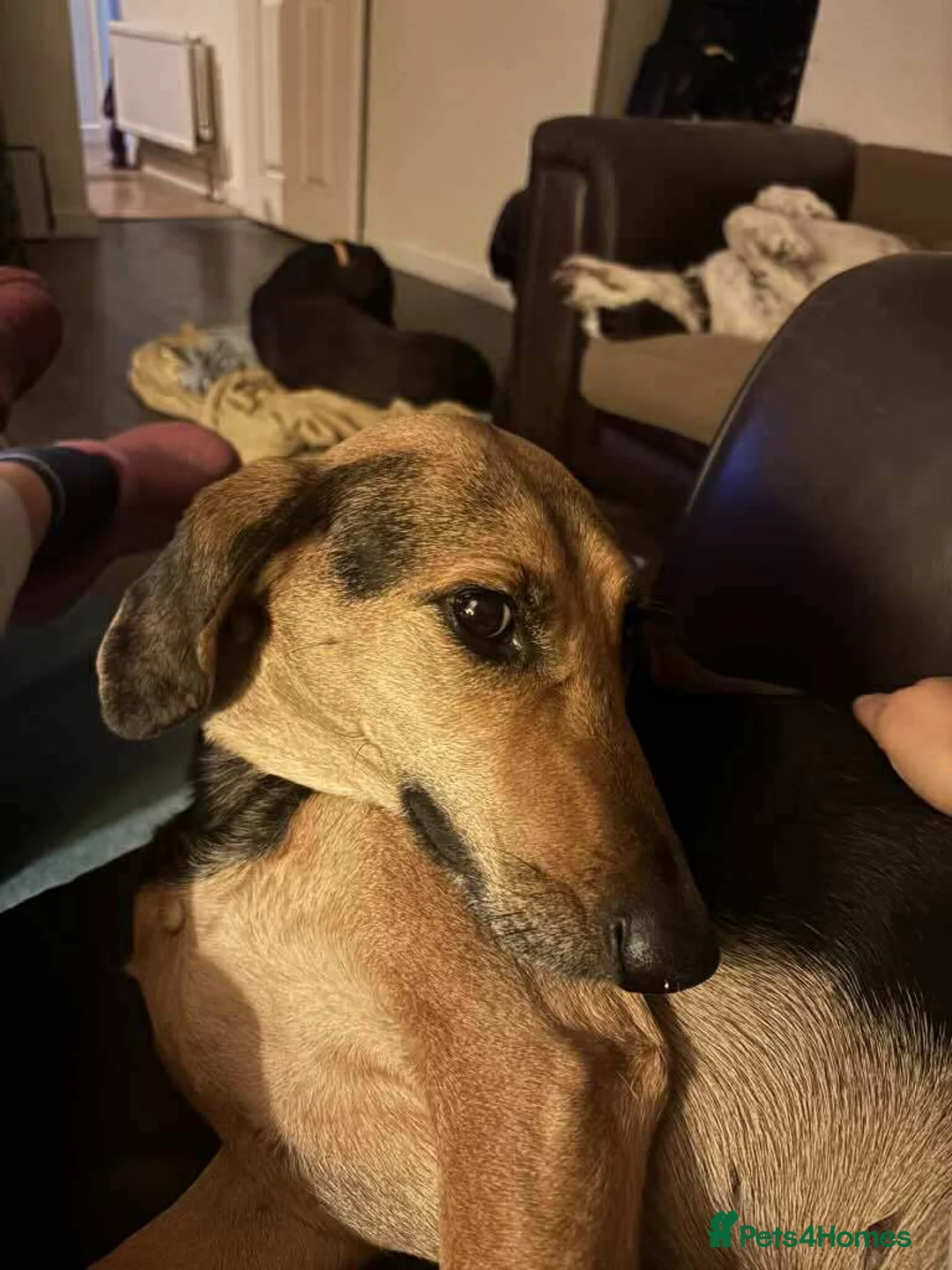 Mixed Breed dogs for adoption: Bonnie is a beautiful 4.5 year old Jura - Advert 2