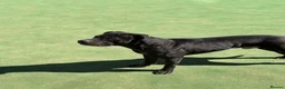 American Bull Staffy dogs for stud: PROVEN AMERICAN STAFF STUD AVAILABLE - Advert 5