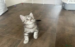British Shorthair cats for sale: Silver spotted British Shorthair kittens  - Image 22
