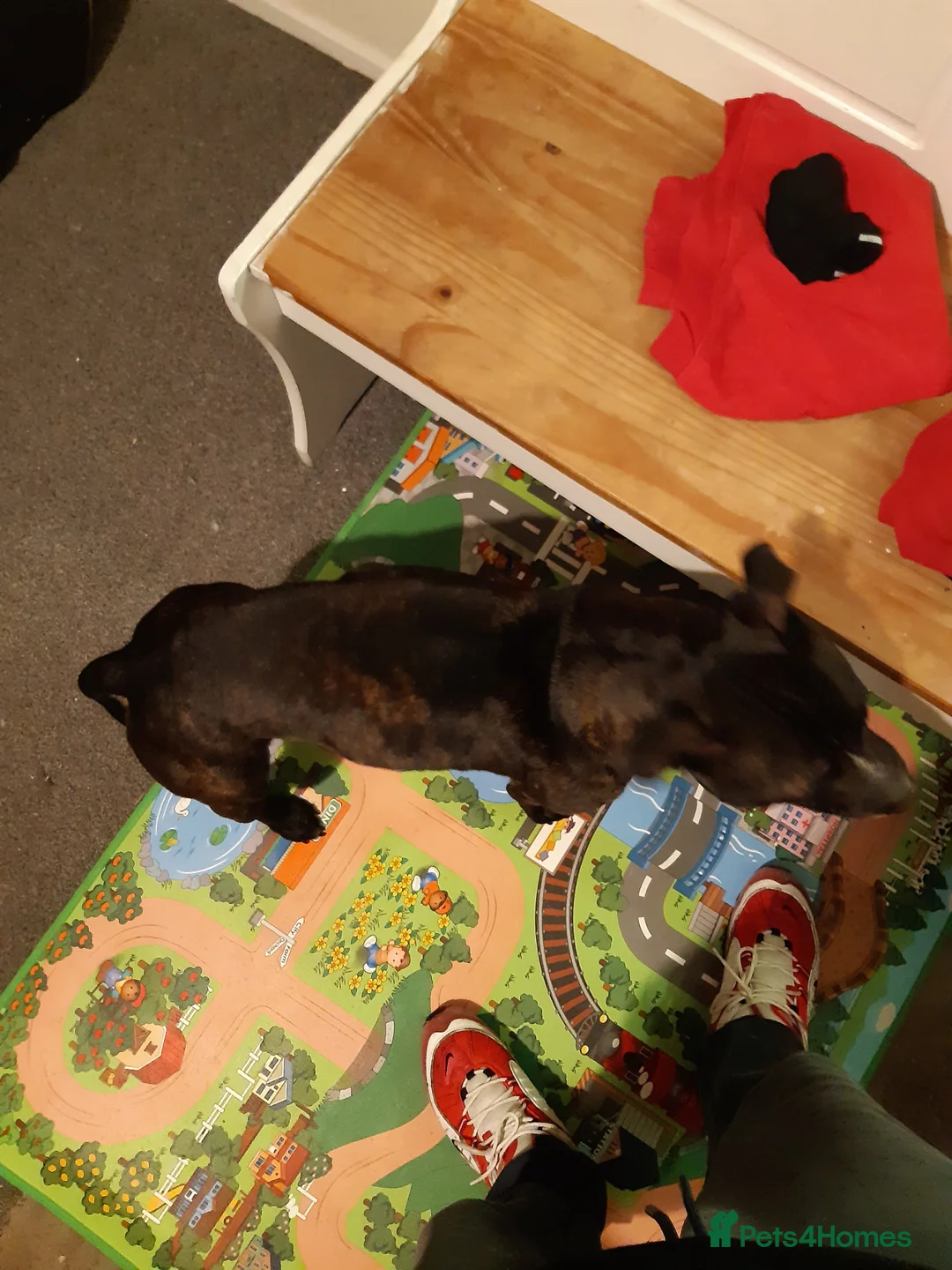 Staffordshire Bull Terrier dogs for sale: Staffordshire bull terrier in Thetford - Advert 2