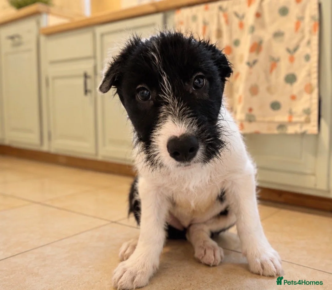Mixed Breed dogs for sale: Boy puppy looking for his forever home  - Advert 6