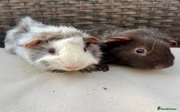 Guinea Pig rodents for sale: Male baby guinea pigs - Image 1