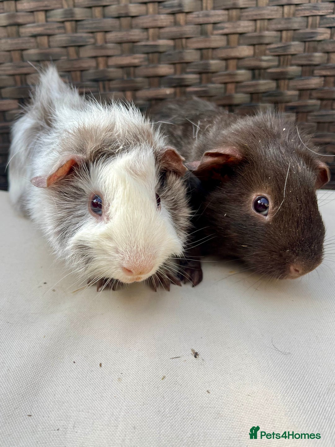 Guinea Pig rodents for sale: Male baby guinea pigs - Image 1