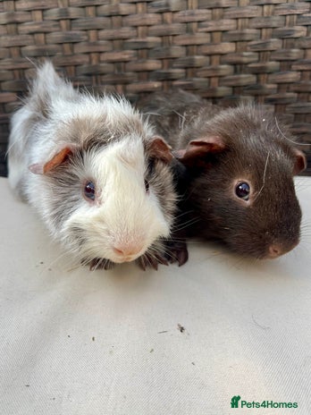 Guinea Pig rodents - Advert 13