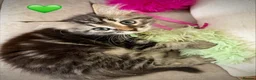 Siberian cats for sale: Hypoallergenic, fluffy beautiful healthy Siberians - Advert 5