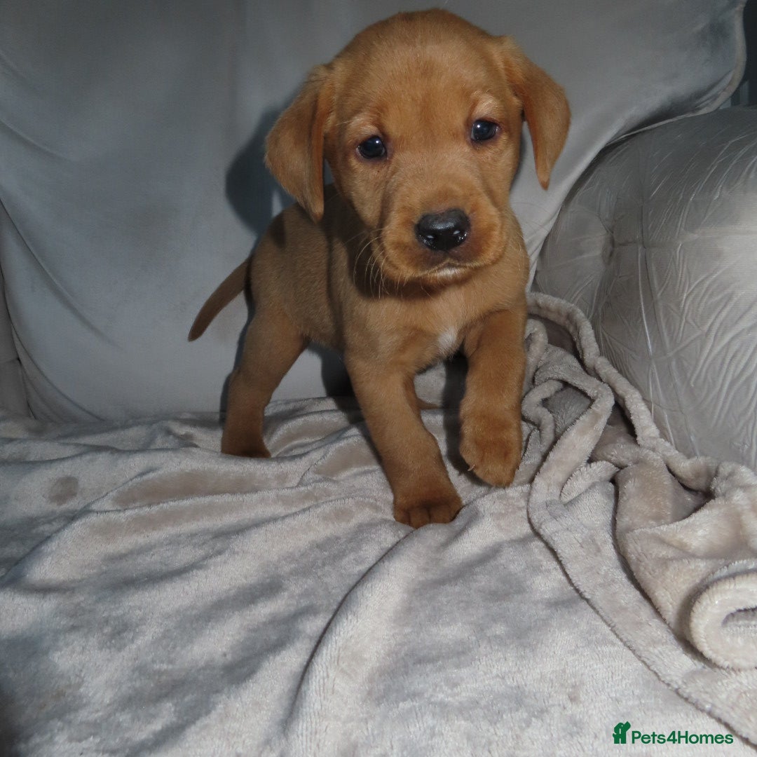 Labrador Retriever dogs for sale: Beautiful Labradors for sale  - Advert 2