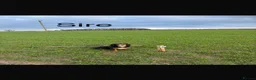 Cocker Spaniel dogs for sale: Lovley golden kc cocker bitch pup  - Advert 3