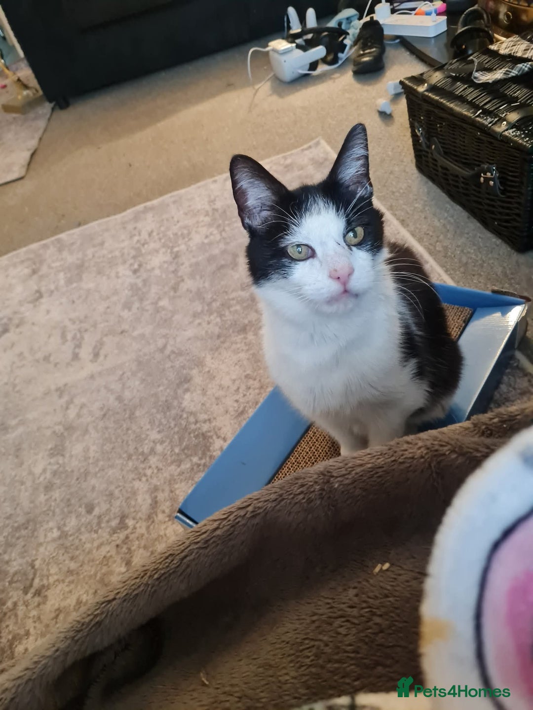 Domestic Shorthair cats for sale: Male and females available - Image 7