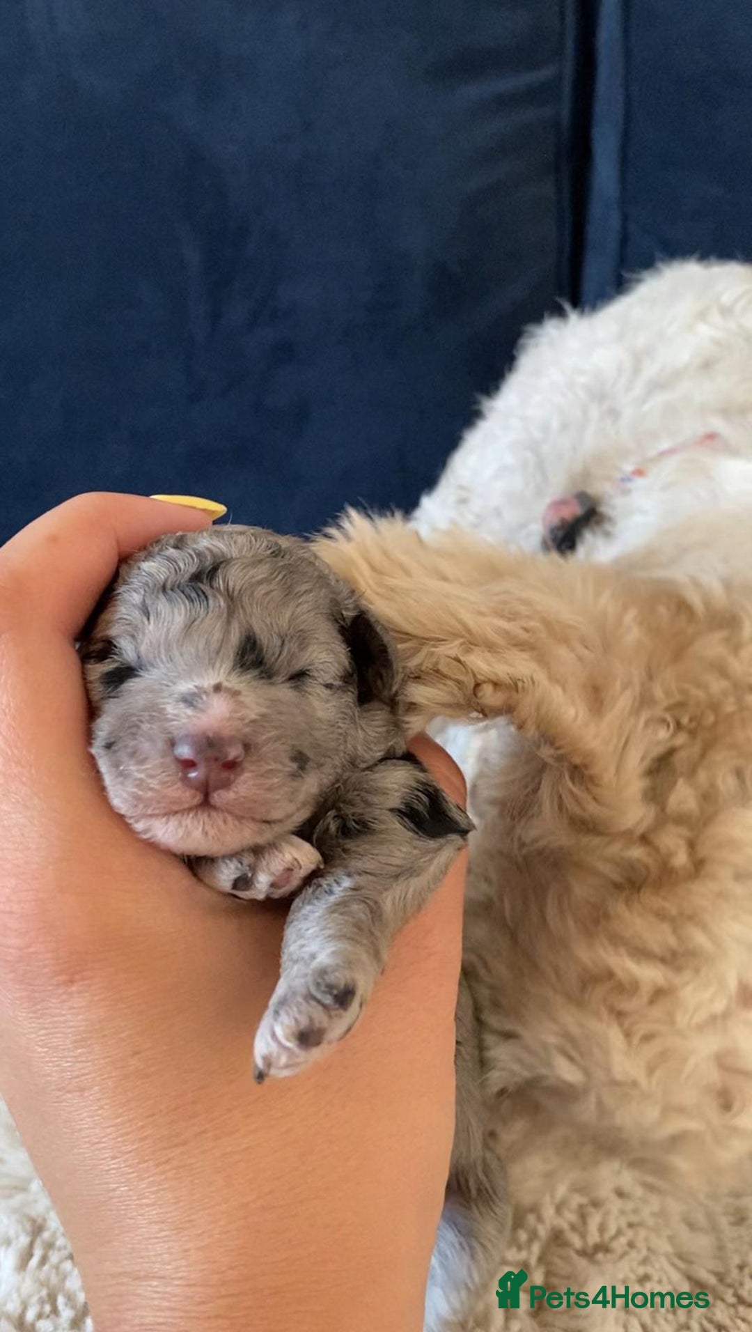 Maltipoo dogs for sale: Maltipoo puppy  - Image 6