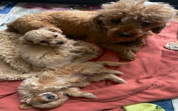 Maltipoo dogs for sale: Beautiful Maltipoo Boys Ready 11th August - Image 4