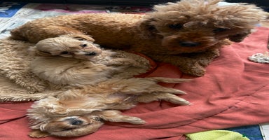 Maltipoo dogs - Advert 10