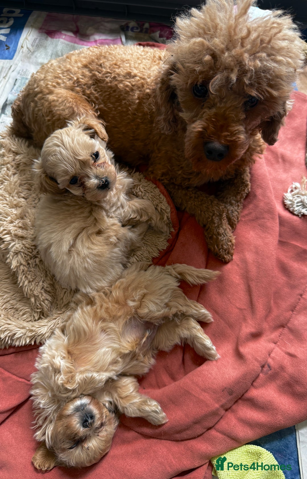 Maltipoo dogs for sale: Beautiful Maltipoo Boys Ready 11th August - Image 4
