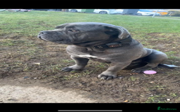 Cane Corso dogs for sale: Cane corso  - Image 1