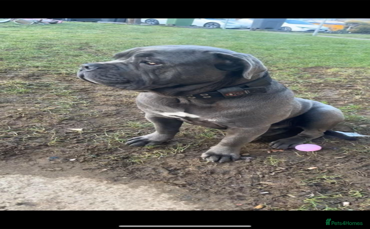 Cane Corso dogs - Advert 2