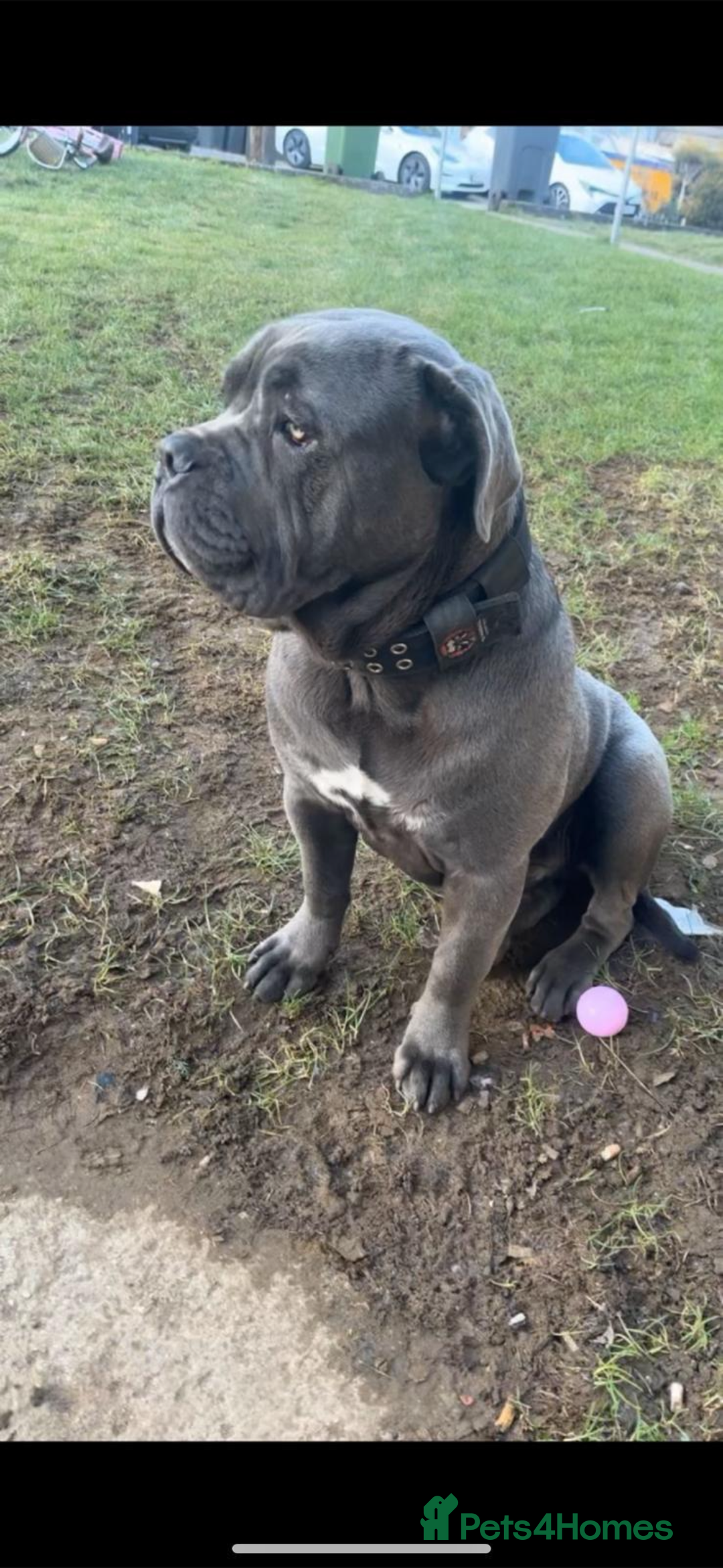 Cane Corso dogs for sale: Cane corso  - Image 1