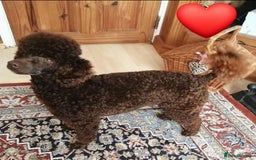 Poodle dogs for sale: Pedigree Poodle Female - Image 2