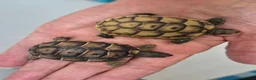 Tortoise reptiles for sale: Mediterranean tortoise hatchlings  - Advert 2