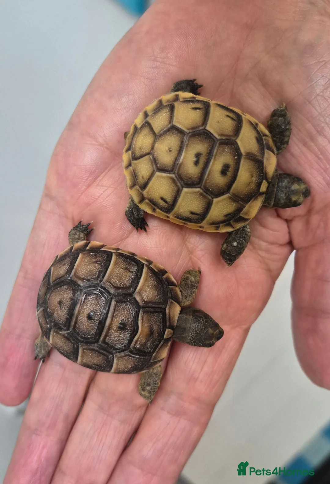 Tortoise reptiles for sale: Mediterranean tortoise hatchlings  - Advert 2