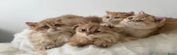 British Longhair cats for sale: British Shorthair or Longhair Godlen kittens  - Advert 5