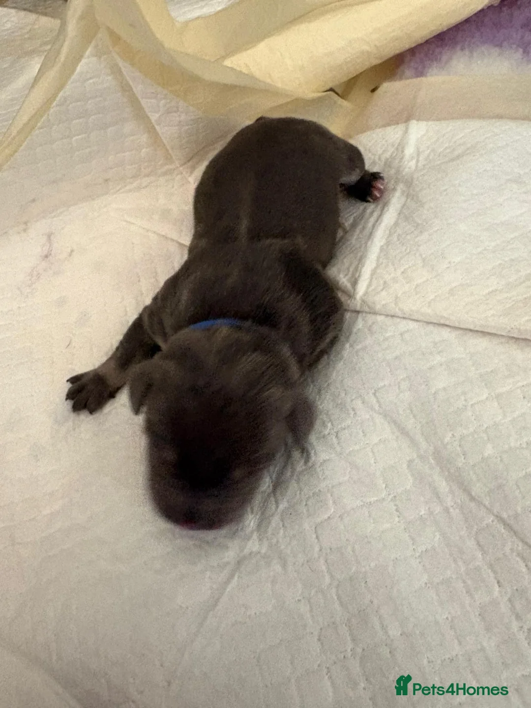 Staffordshire Bull Terrier dogs for sale: Gorgeous staff pups  in London - Advert 13