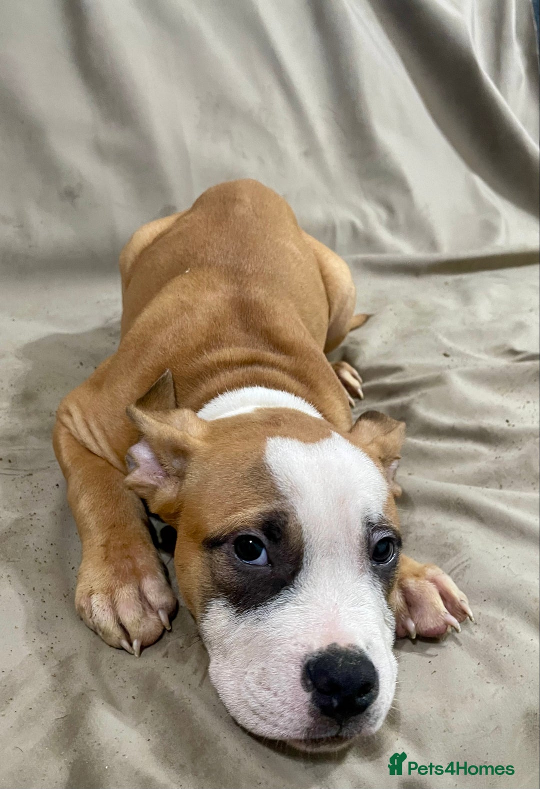 American Bully dogs for sale: Pocket bully puppies ready to go. - Image 7