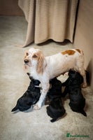 Cocker Spaniel dogs - Advert 8