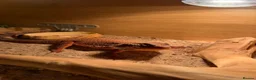 Bearded Dragon reptiles for sale: Red monster bearded dragon with full setup  in Macclesfield - Advert 1