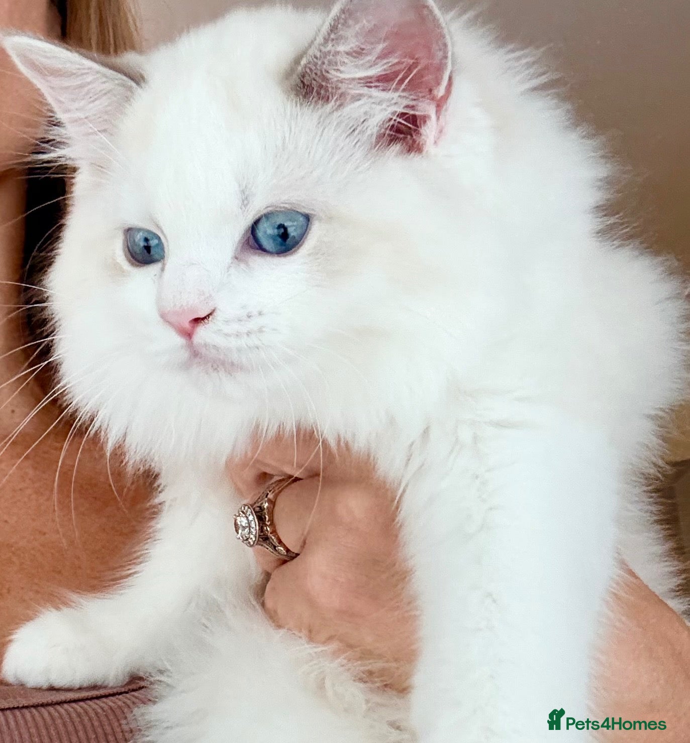 Ragdoll cats Gorgeous Tica registered Ragdoll kitten 1 Girl  - Advert 9