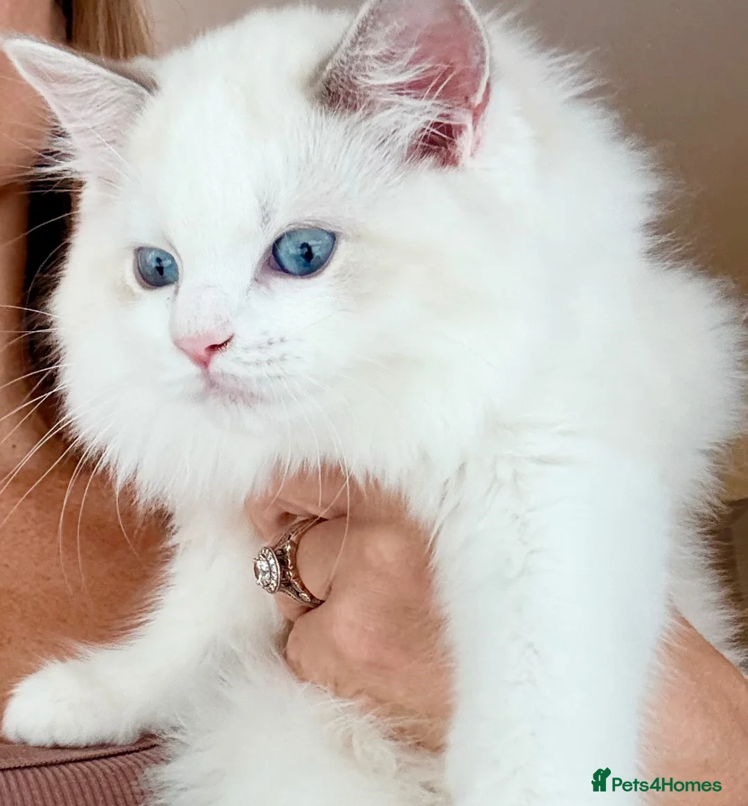 Ragdoll cats for sale: Gorgeous Tica registered Ragdoll kittens 1 girl  - Advert 2