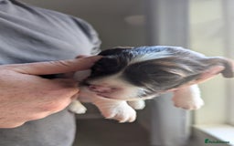 English Springer Spaniel dogs for sale: Working English Springer Spaniel Puppies - Image 7