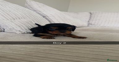 Cavalier King Charles Spaniel dogs - Advert 8