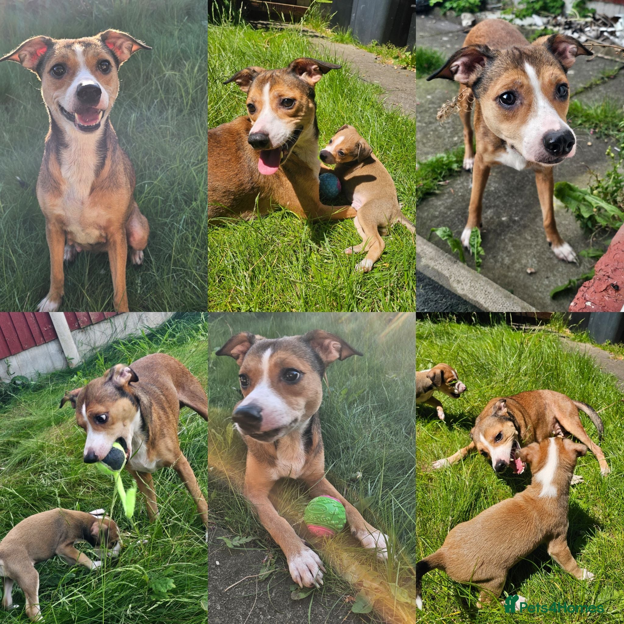 Mixed Breed dogs Mixed Puppies Looking for Their Forever Homes! - Advert 1
