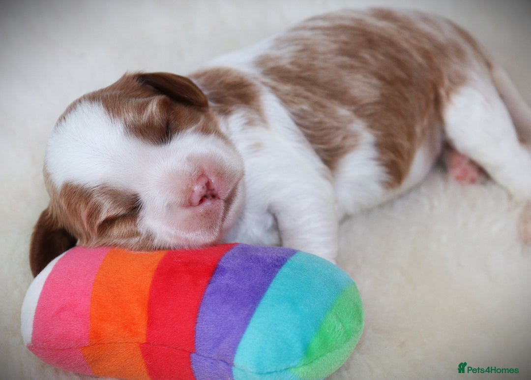 Cavalier King Charles Spaniel dogs for sale: 🌟Rare F1b Reverse Cavapoo(3/4 Cavalier1/4 Poodle) - Image 22