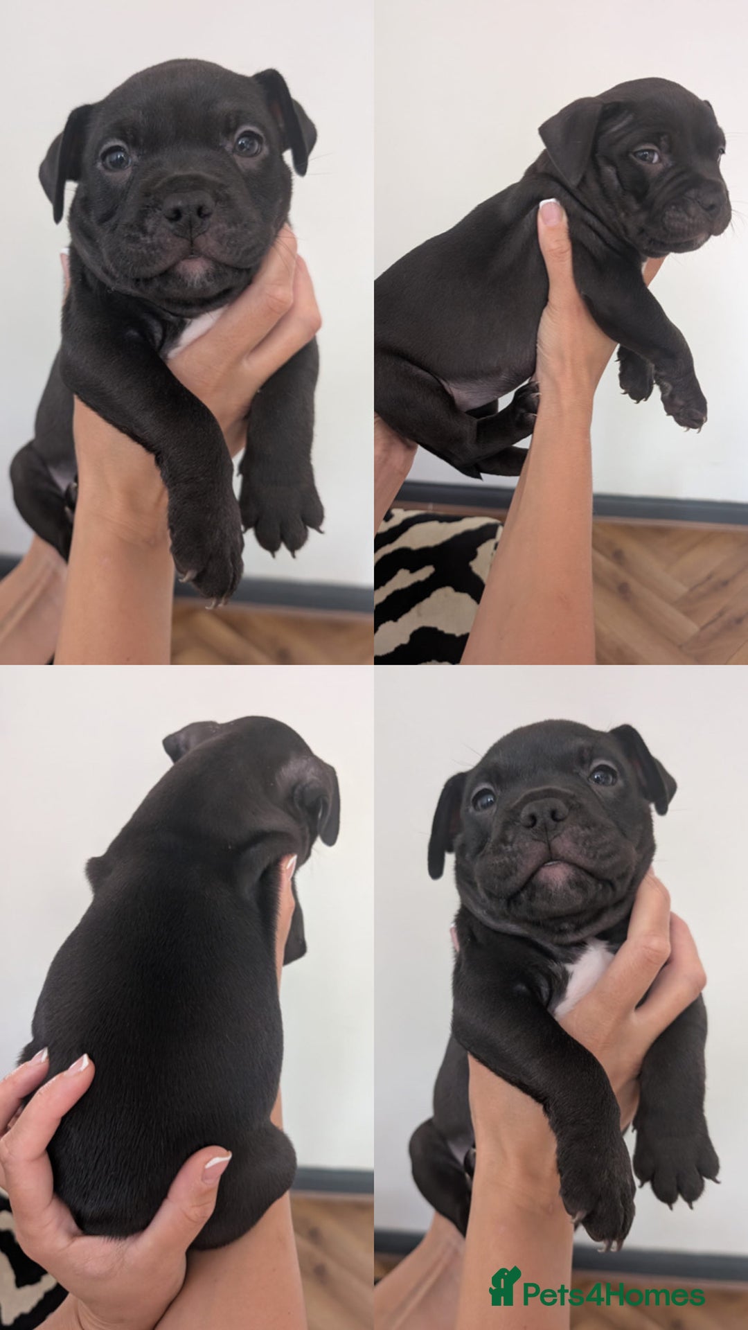 American Bully dogs for sale: Pocket bully pups - Image 9