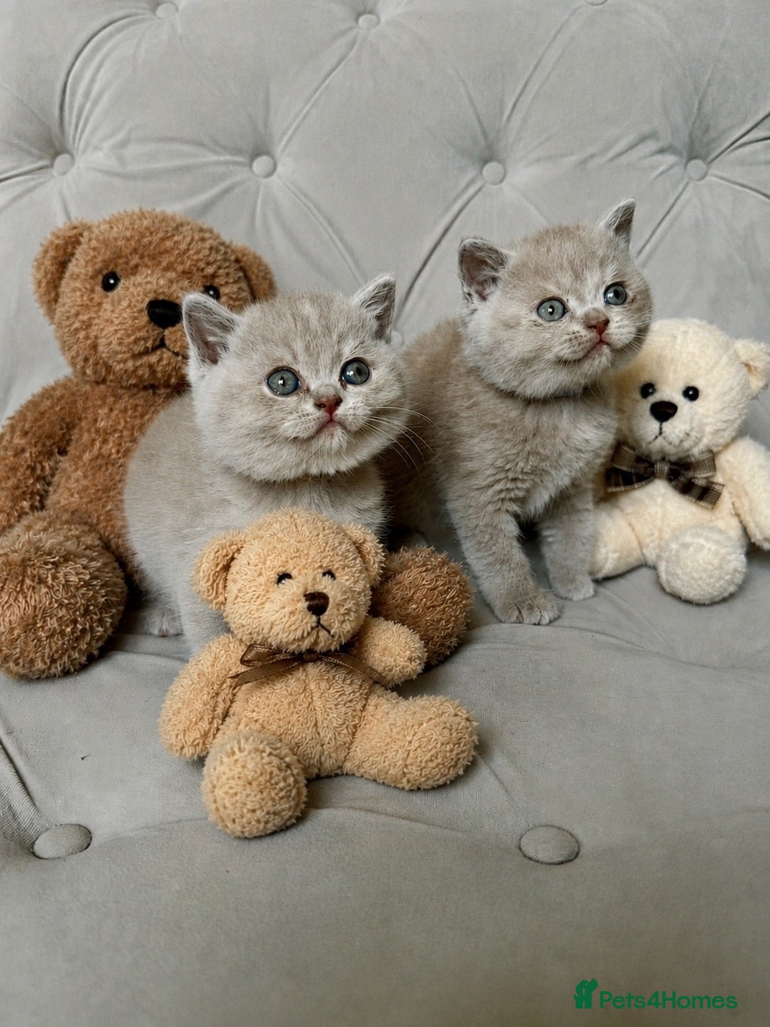 British Shorthair cats 😍CINNAMON CHOC FAWN RAINBOW LITTER GCCF 😍 - Advert 1