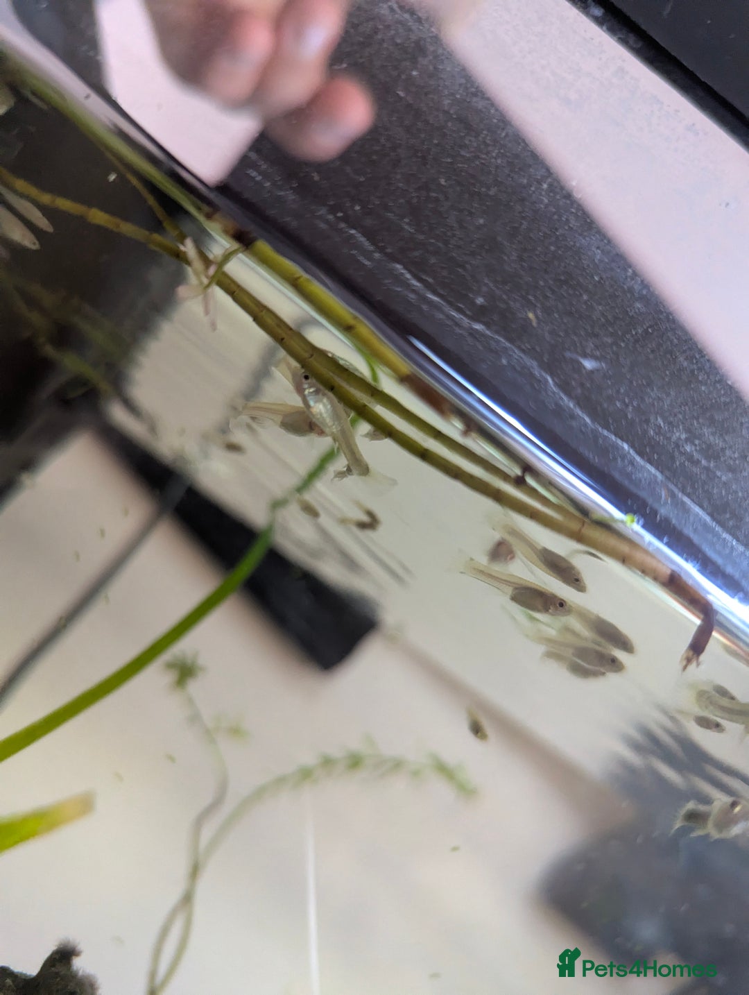 Other/Mixed Breed fish for sale: BABY GUPPIES 50p EACH - Image 5