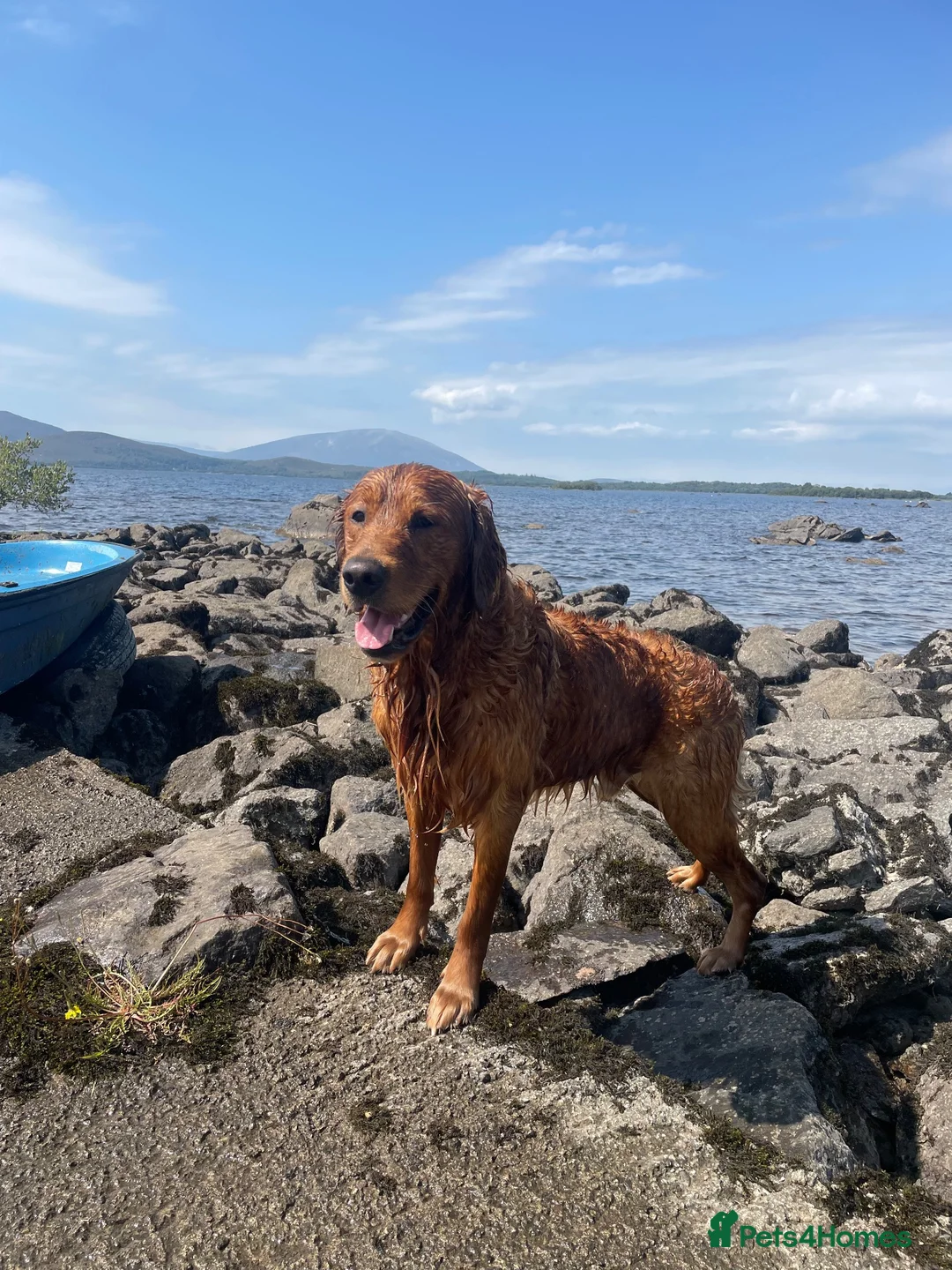 Golden Retriever dogs for stud: Gorgeous red golden retriever for stud - Advert 2