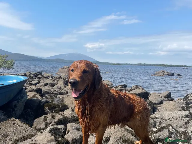 Golden Retriever dogs Gorgeous red golden retriever for stud - Advert 2