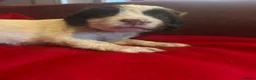 English Springer Spaniel dogs for sale: English springer spaniel puppies  in Steyning - Advert 9