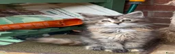 Maine Coon cats for sale: Maine coon kittens - Advert 13
