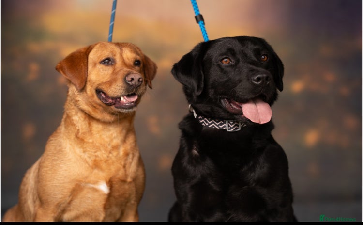 Labrador Retriever dogs - Advert 5