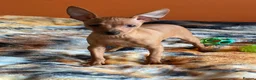 Miniature Pinscher dogs for sale: .🐾 Beautiful Miniature Pinscher Boy 🏡❤️ - Advert 6