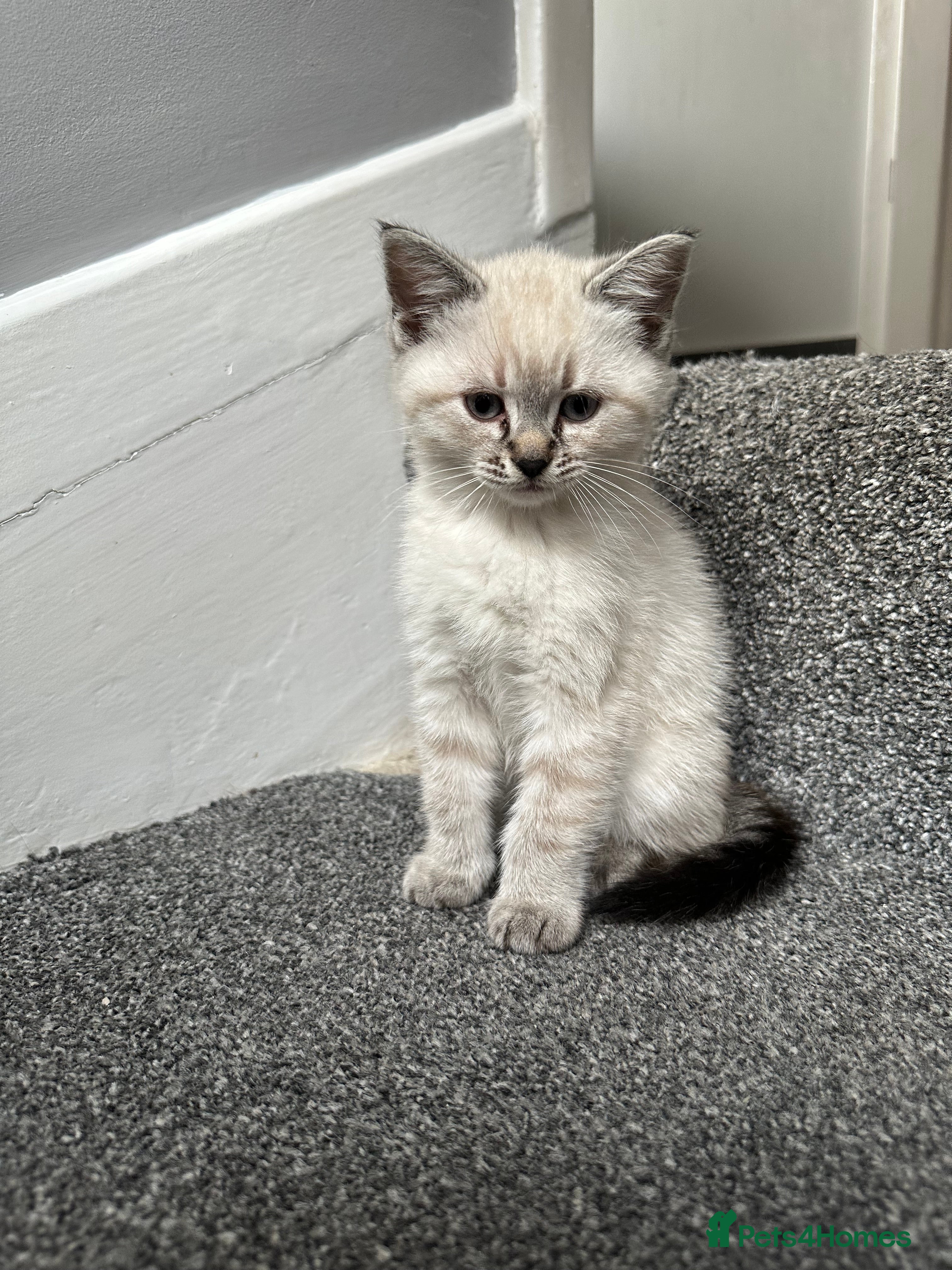 Mixed Breed cats ✨Meet Our Beautiful Bengal Mix Girls!✨ - Advert 2