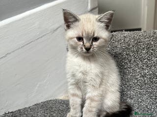 Mixed Breed cats ✨Meet Our Beautiful Bengal Mix Girls!✨ - Advert 1