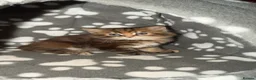 Mixed Breed cats for sale: 3 stunning kittens looking for their loving home  - Advert 23