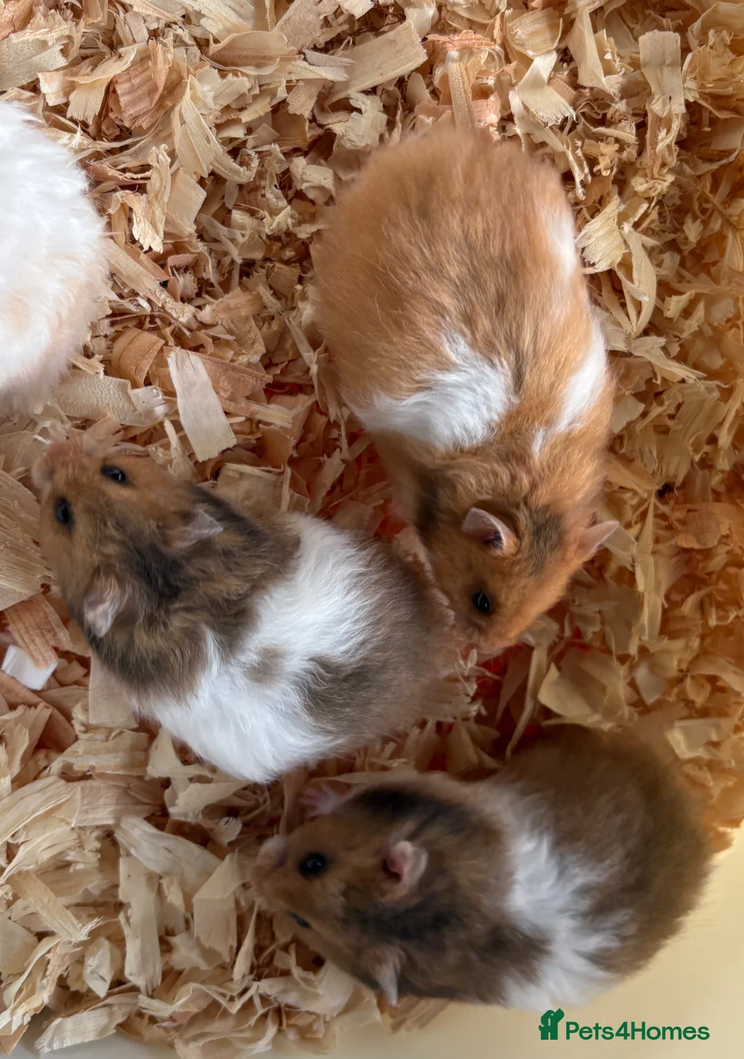 Hamster rodents for sale: Super friendly boy Syrian hamsters  - Advert 5