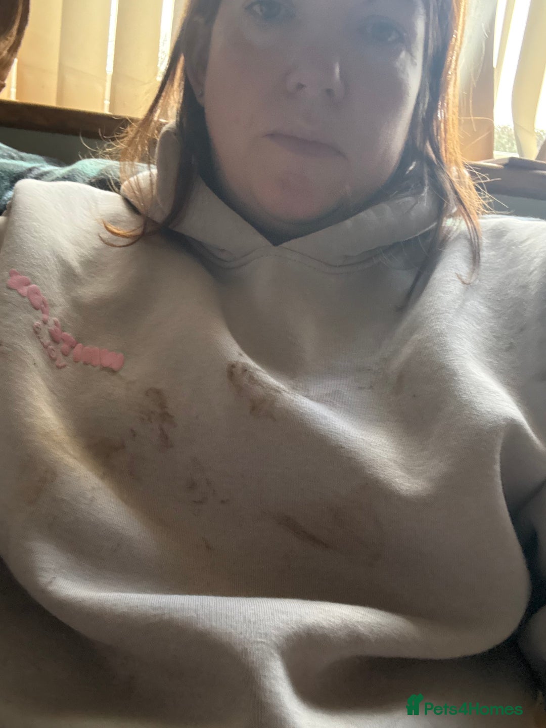 Miniature Dachshund dogs for sale: miniature Dachshund  - Advert 19