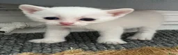 Turkish Angora cats for sale: Cats for sale in Derby - Advert 3