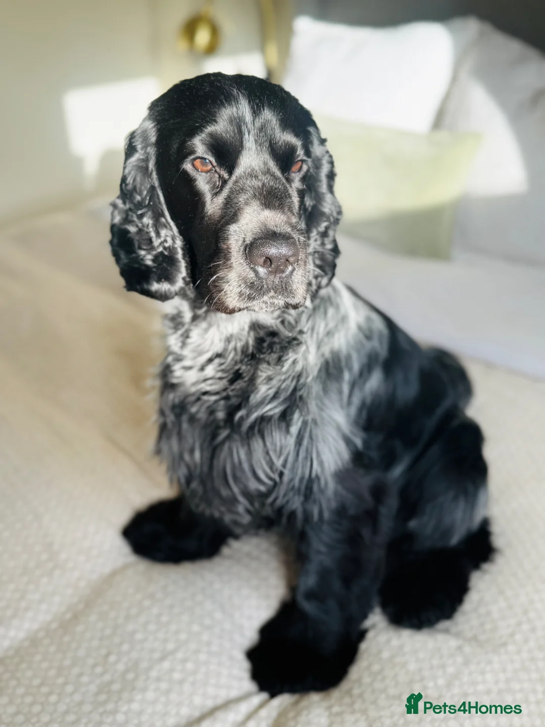 Cocker Spaniel dogs for stud: KC Show Cocker Spaniel Stud | Birmingham in Tamworth - Advert 1