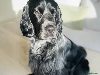 Cocker Spaniel dogs KC Show Cocker Spaniel Stud | Birmingham - Advert 1